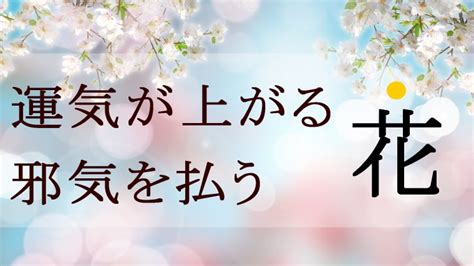 薔薇 風水|運気が上がる、邪気を払う花【風水師が語る】｜パワーストーン 